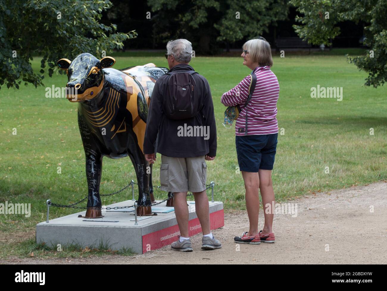 Mucca mucche di scultura circa Cambridge Foto Stock