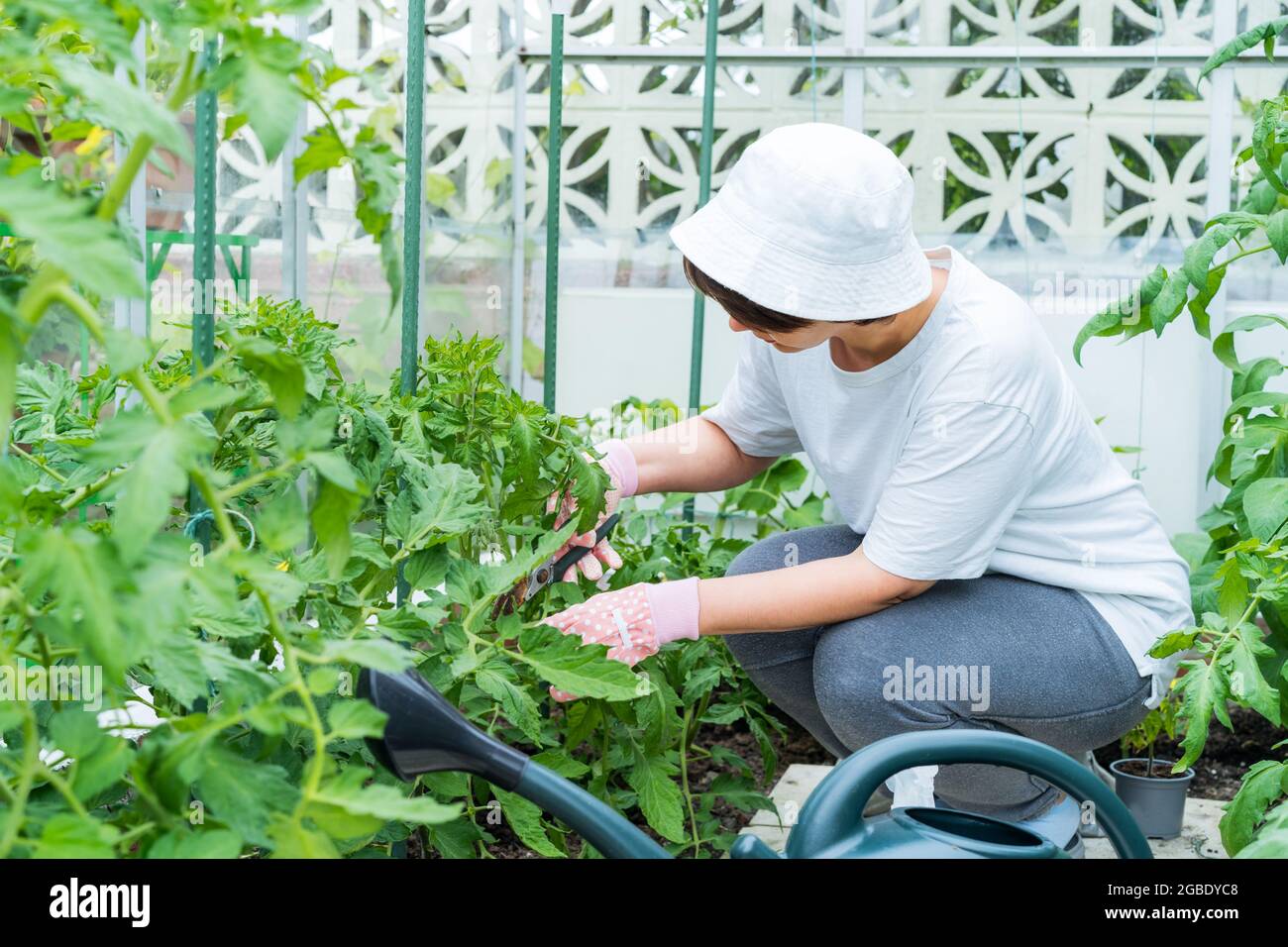 Una donna che taglia piante di pomodoro nella serra. Attività di coltivazione di cibo e giardinaggio. Eco-friendly, prendersi cura delle verdure nel glasshouse. Crescere Foto Stock