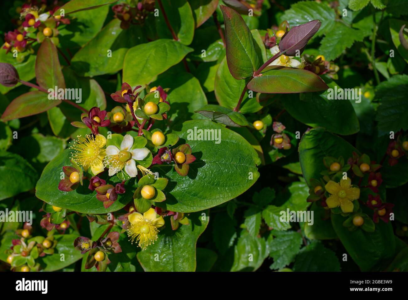 Hypericum perforatum (erba di San Giovanni) Foto Stock