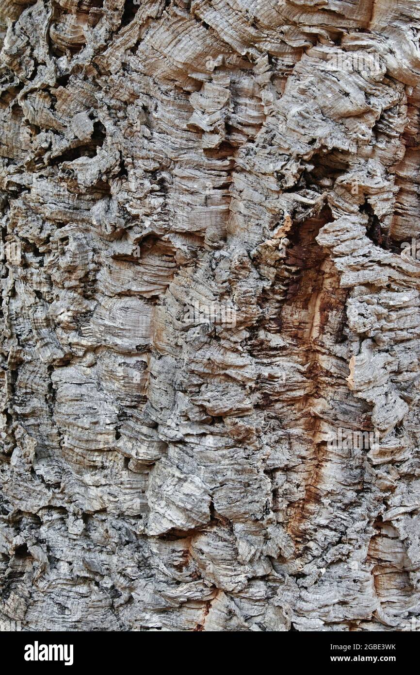 Quercia di sughero, particolare della corteccia di un vecchio esemplare, Quercus suber, Fagaceae Foto Stock