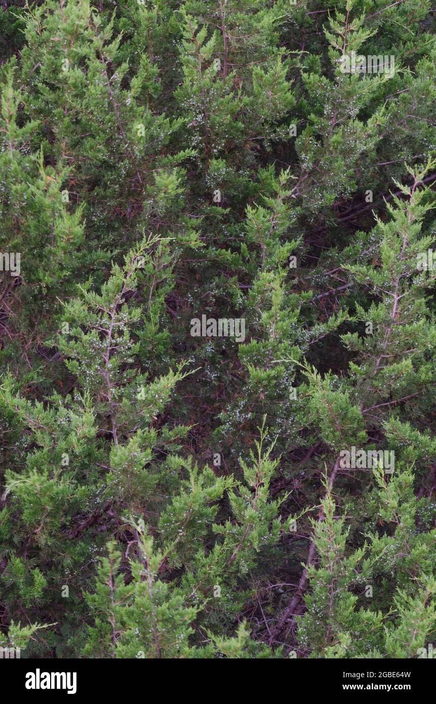 Cedro rosso orientale, Juniperus virginiana Foto Stock