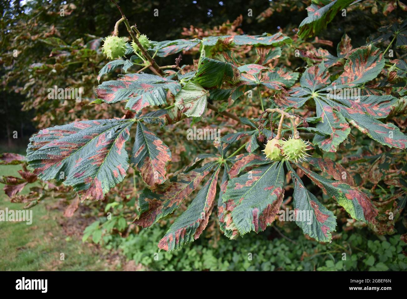 Un albero malato di castagno di cavallo (aesculus hippocastanum) in Emerson Valley a Milton Keynes. Foto Stock