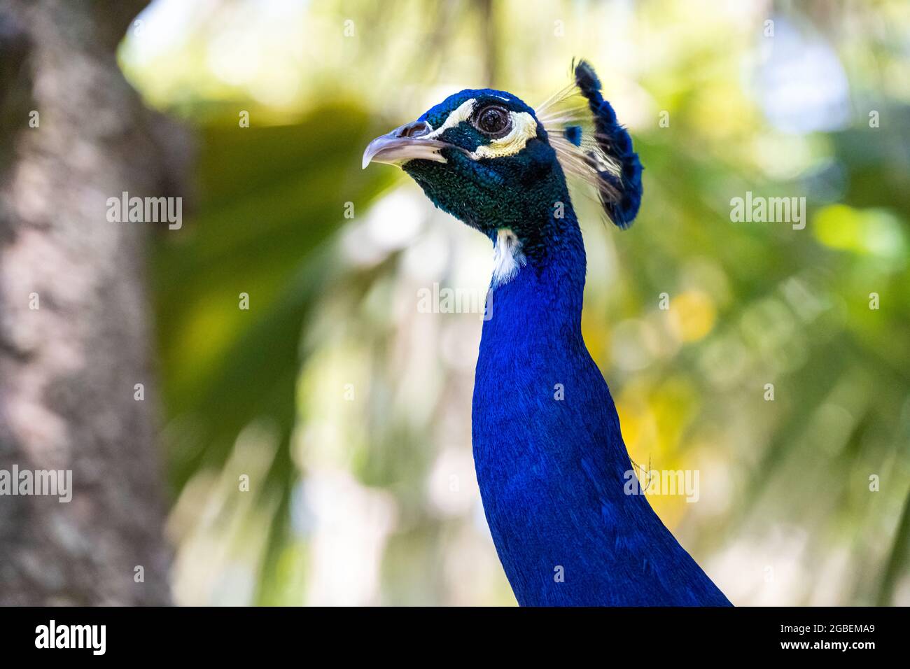 Primo piano della bellissima pavone blu indiana (cristata di Pavo) al Parco Archeologico della Fontana della Gioventù di Ponce de Leon a St. Augustine, Florida. (STATI UNITI) Foto Stock