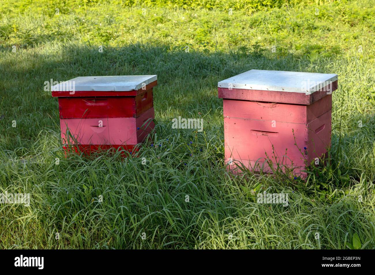 Alveari delle api, commerciali, estivi, Michigan, Stati Uniti, Di James D Coppinger/Dembinsky Photo Assoc Foto Stock