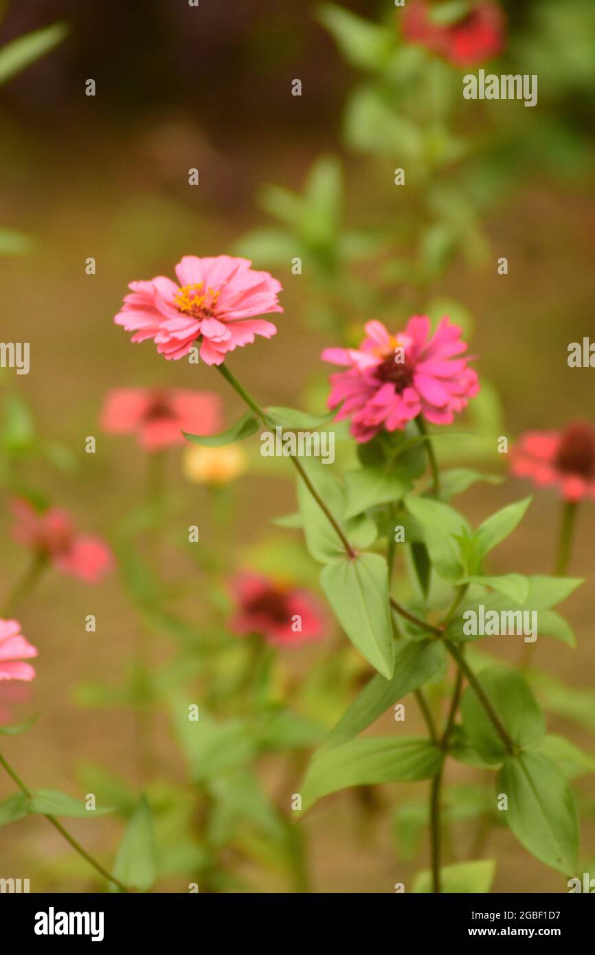 Questo è un bel fiore nella strada bazar del Cox. Foto Stock