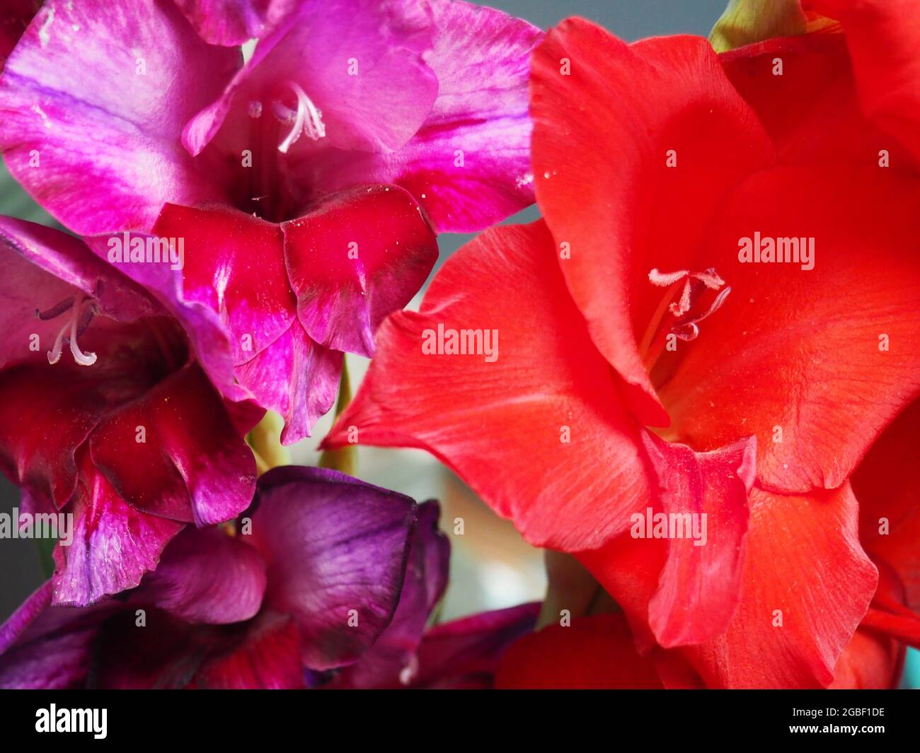 Primo piano dei fiori viola e rosso Gladiolo Foto Stock