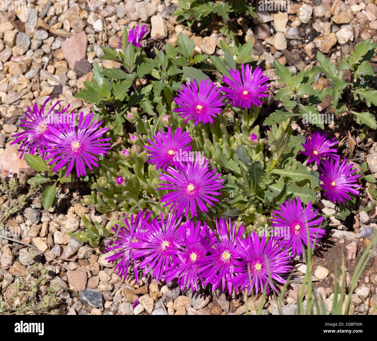 Delosperma cooperi (Hardy Ice Plant di Cooper) Foto Stock