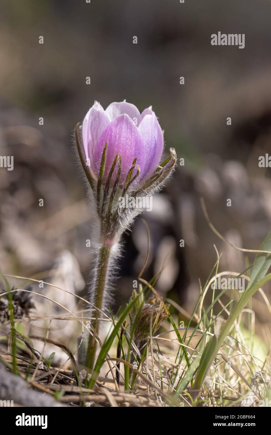 Fiore Pasque trovato a Red Feather Lakes, Co Foto Stock