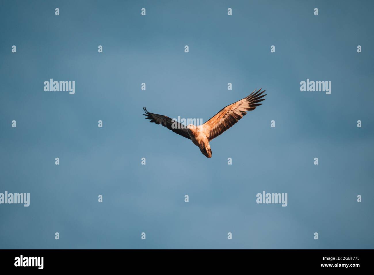 Aquila di mare immatura dal colore bianco che vola nel cielo. Foto Stock