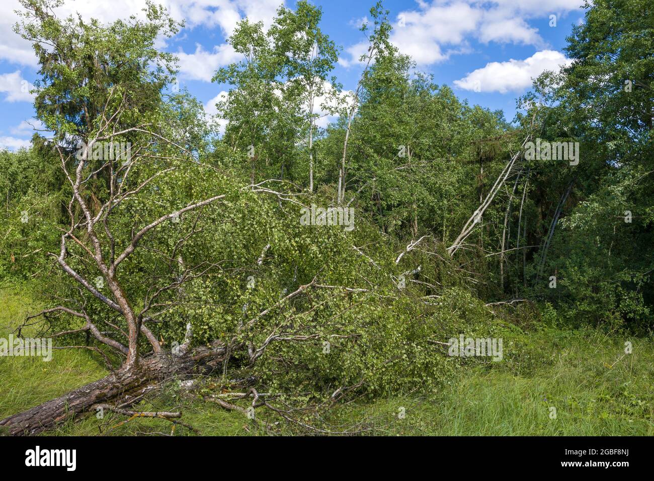 Vecchia betulla sgusciata ai margini della foresta in un giorno soleggiato di luglio. Uragano dopo Foto Stock