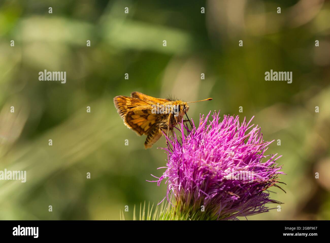 Peck's Skipper nutrire i fiori di toro Thistle Foto Stock