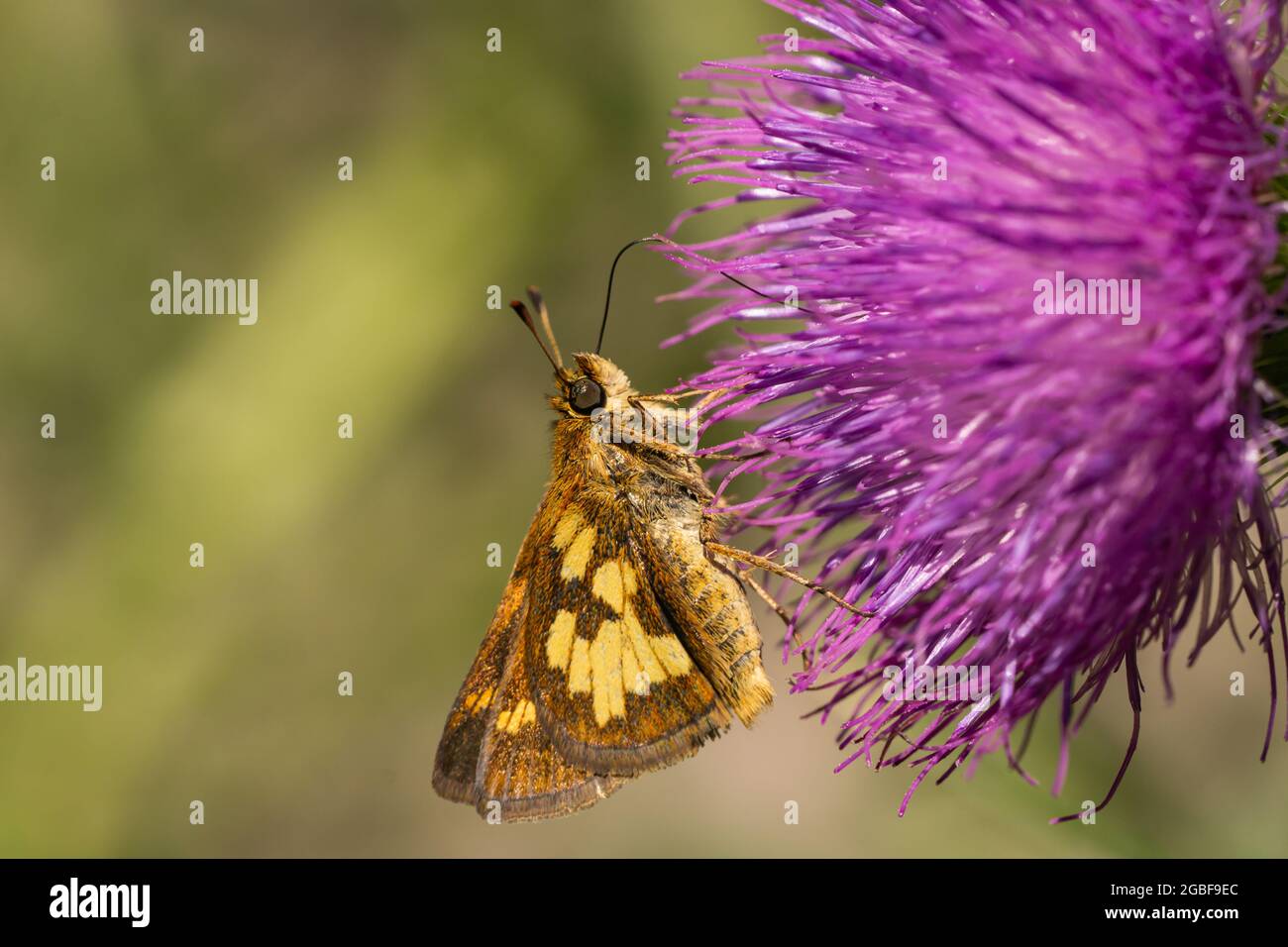 Peck's Skipper nutrire i fiori di toro Thistle Foto Stock