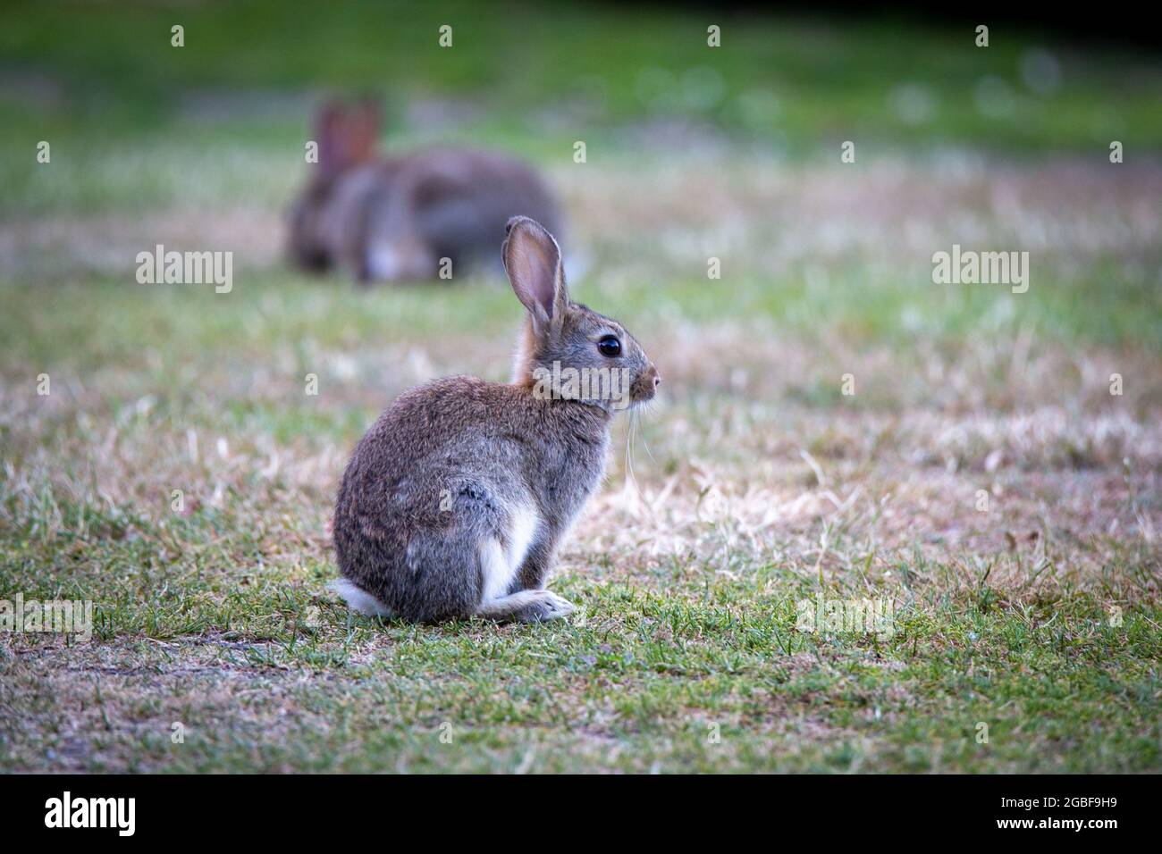 I conigli allevano molto velocemente e sono un parassiti importante in Otago centrale, Nuova Zelanda Foto Stock