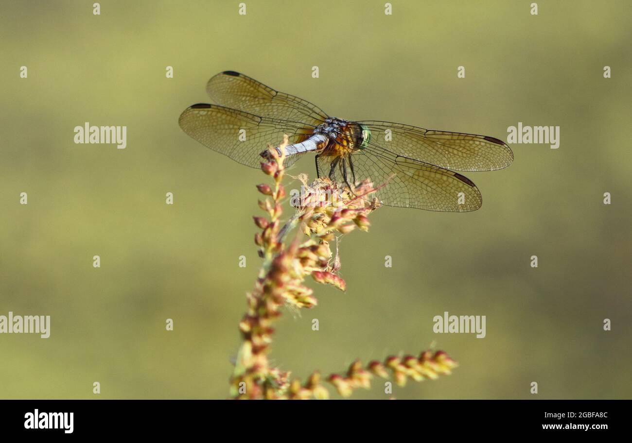 Libellula Foto Stock