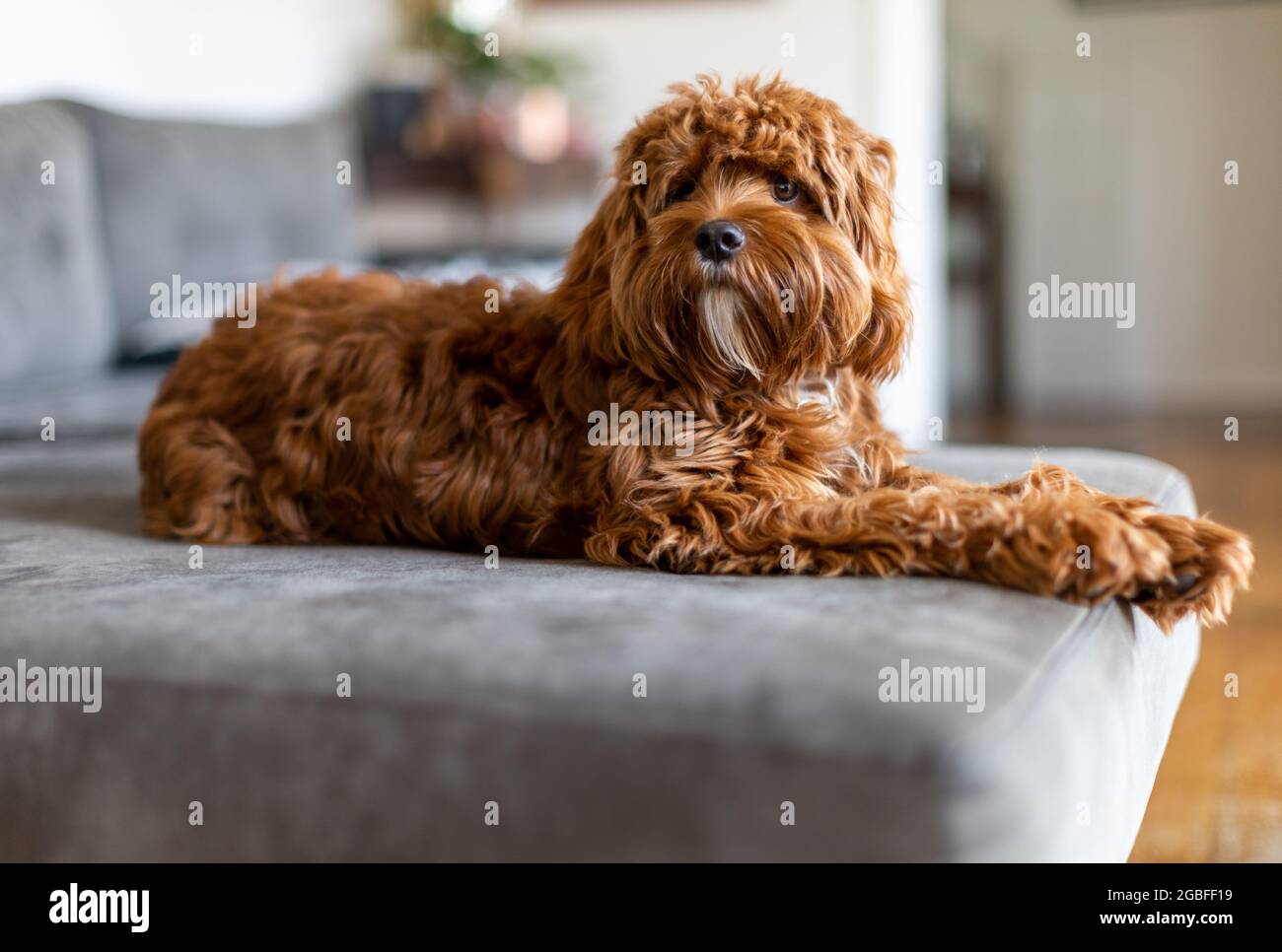 Cucciolo di Cavoodle giovane Foto Stock