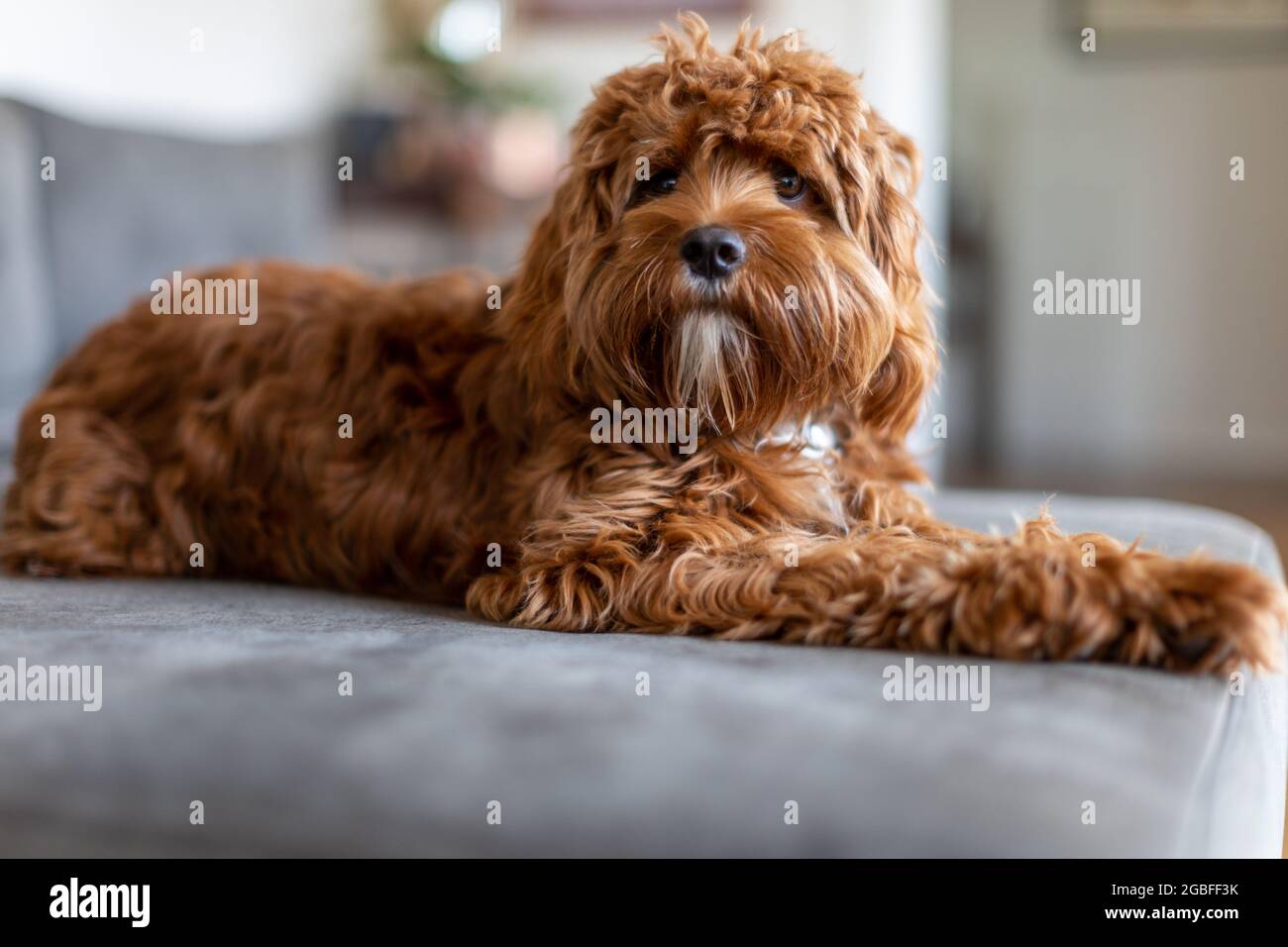 Cucciolo di Cavoodle giovane Foto Stock