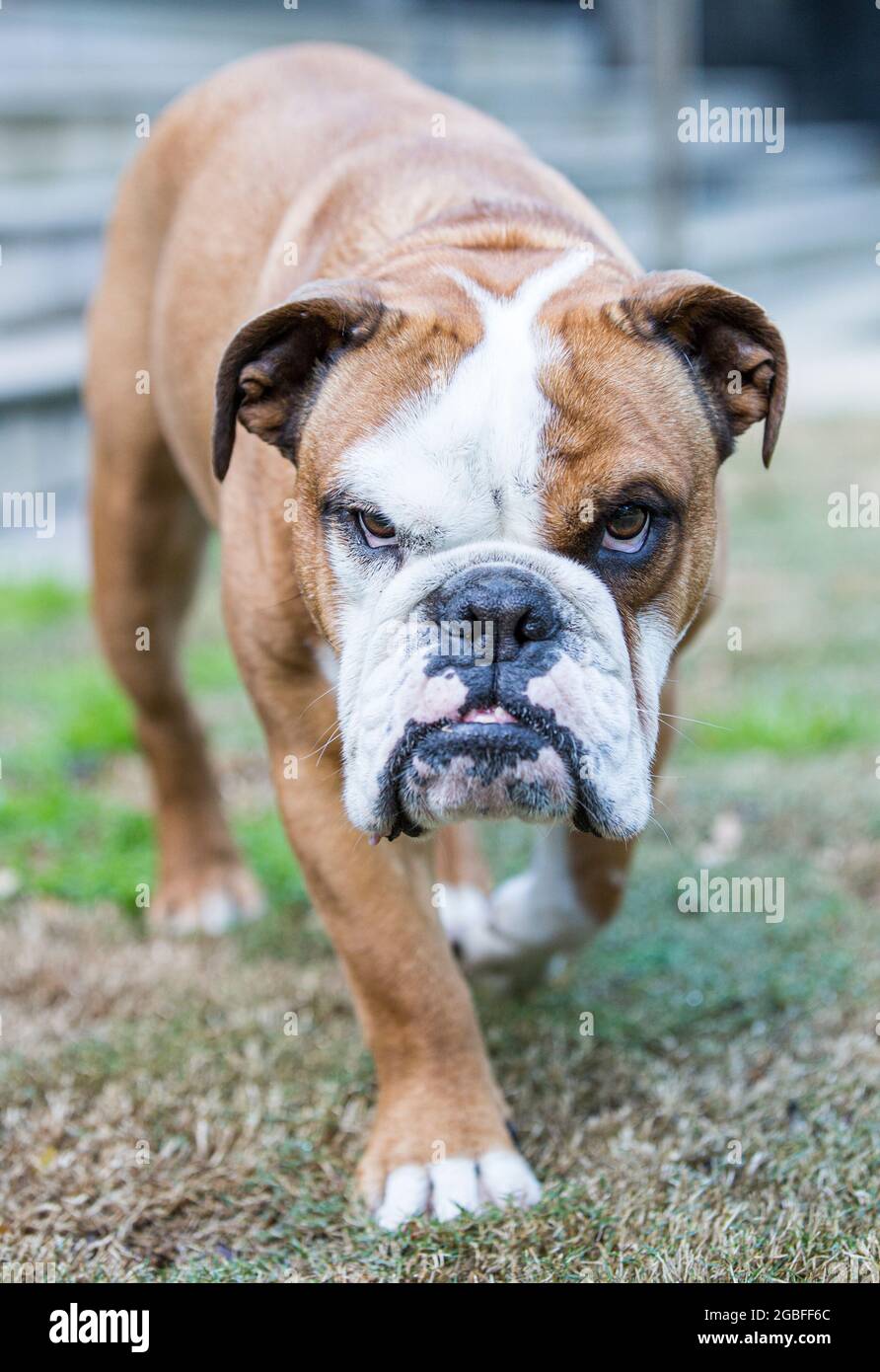 Bulldog inglese con un underbite Foto Stock