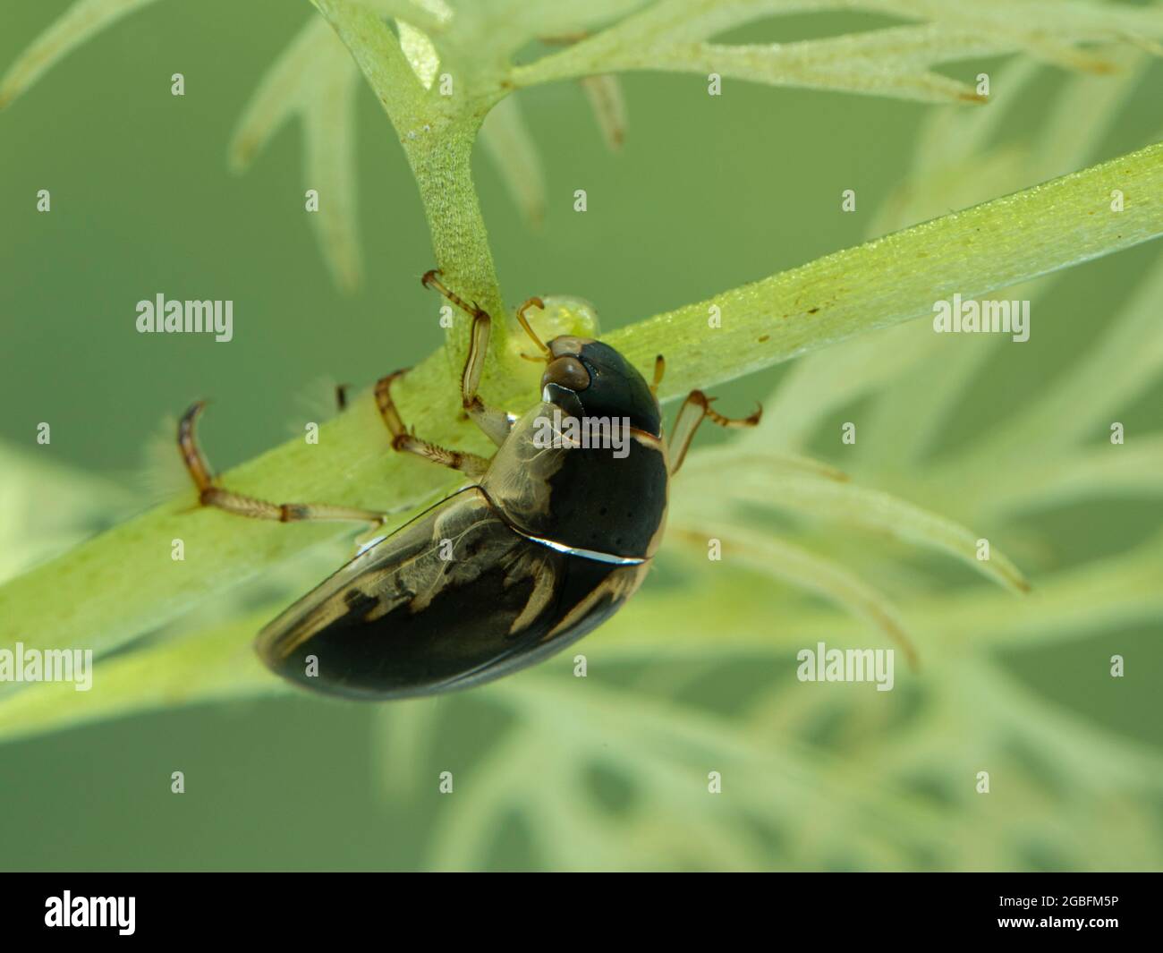 Un coleottero di recupero dell'acqua (Tropisternus lateralis) che si arrampica capovolto sott'acqua su una pianta acquatica. Delta, British Columbia, Canada Foto Stock