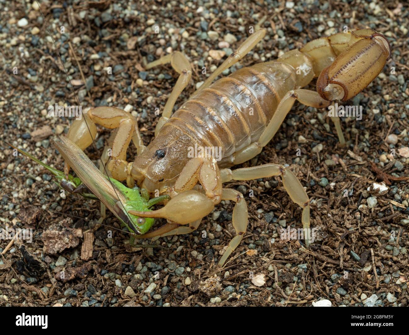Arizona striscia-coda scorpione, Paravaejovis spinigerus, nutrendo su un verde katydid insetto Foto Stock