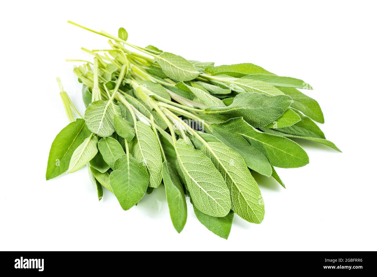 Erba di Sage fresco isolato su sfondo bianco Macro foto. Foto Stock