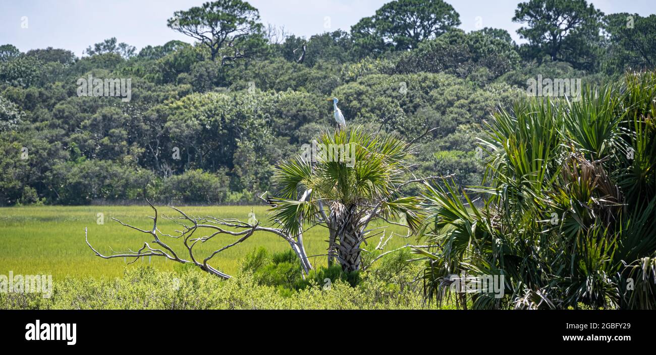 Grande egreo (Ardea alba) arroccato su una palma presso la GTM National Enuarine Research Reserve lungo la palude di sale del fiume Guana a Ponte Vedra Beach, Florida. Foto Stock