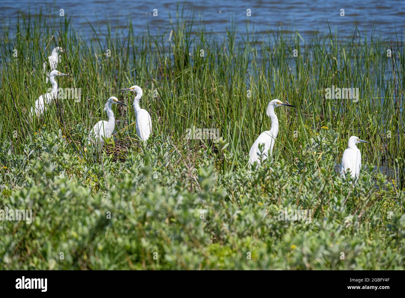 Grandi aironi (Ardea alba) lungo il litorale del fiume Guana presso la Riserva Nazionale di Ricerca sull'estuarina di Guana Tolomato Matanzas in Florida. (STATI UNITI) Foto Stock