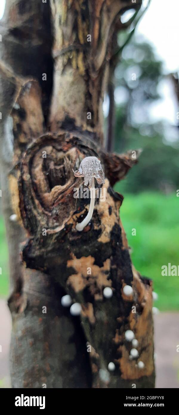 Piccolo fungo su un tronco d'albero Foto Stock