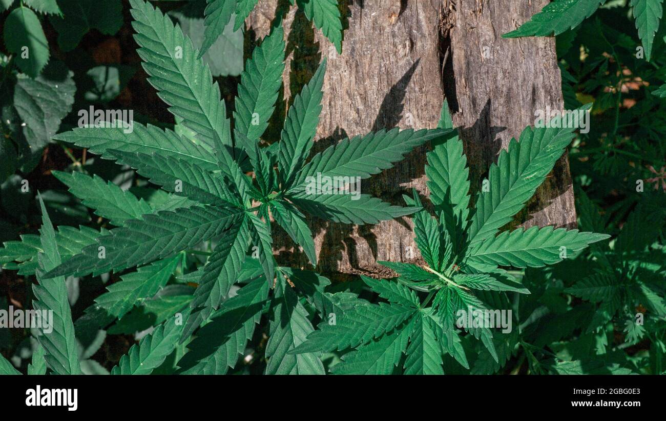 Foglie verdi di marijuana medica legale. Canapa medicinale approvata. Trattamento con cannabis. Legalizzare l'uso della marijuana. Foto Stock