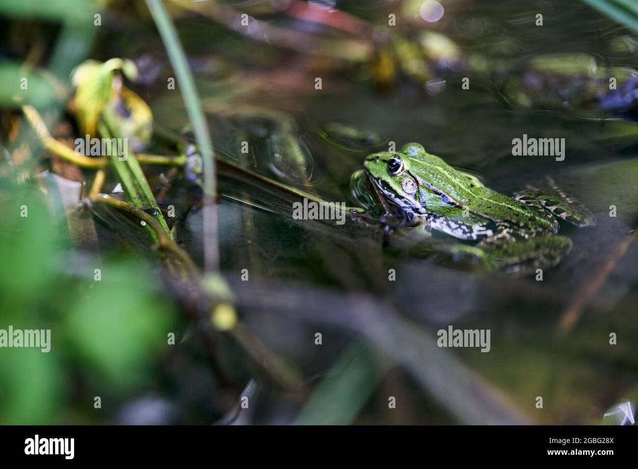 Rana commestibile, Pelophylax esculentus noto anche come rana comune o rana verde, europeo scuro-macchia, europeo nero-macchia rana stagno, e. Foto Stock