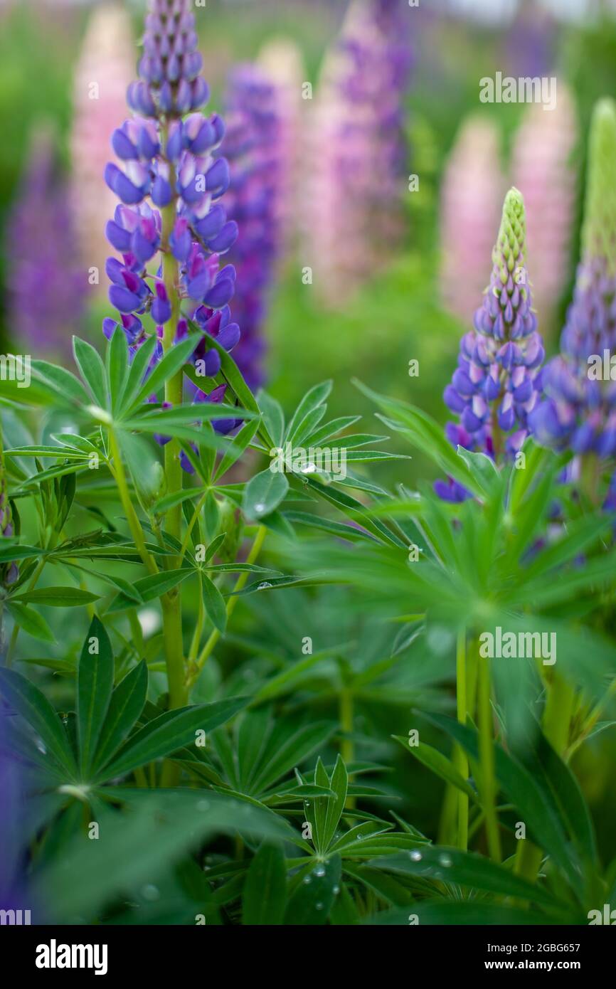 Fiore macro lupino in fiore. Campo di Lupin con porpora rosa e fiore blu. Mazzo di lupini estate fiore sfondo. Un campo di lupini. spr viola Foto Stock