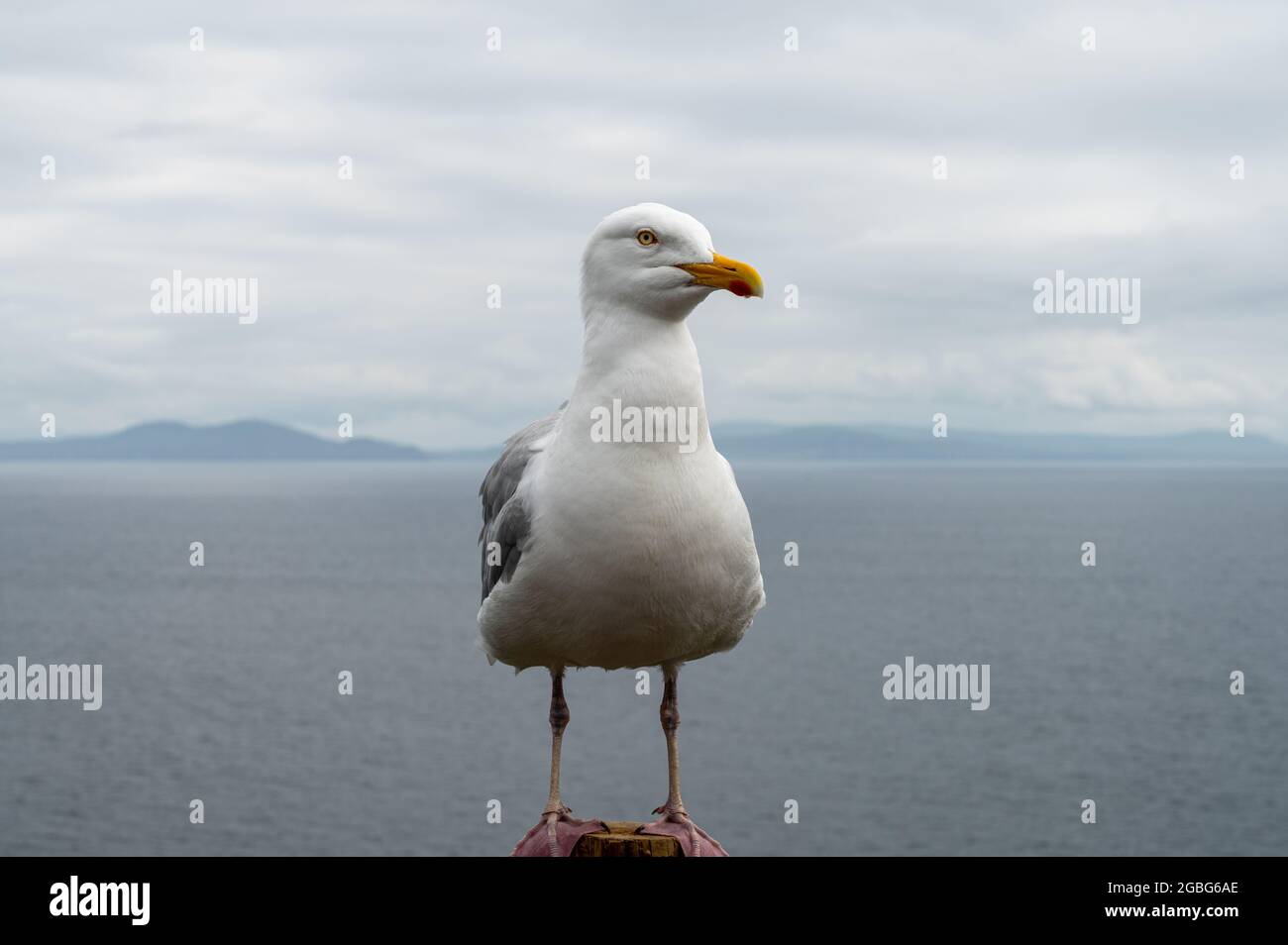 Primo piano immagine di un gabbiano in piedi vicino alla costa di Dingle in Irlanda Foto Stock