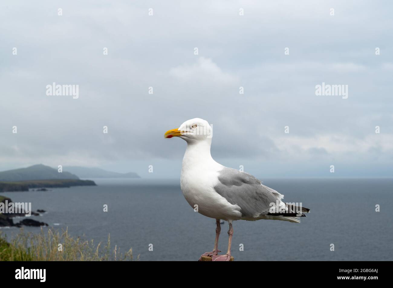 Primo piano immagine di un gabbiano in piedi vicino alla costa di Dingle in Irlanda Foto Stock