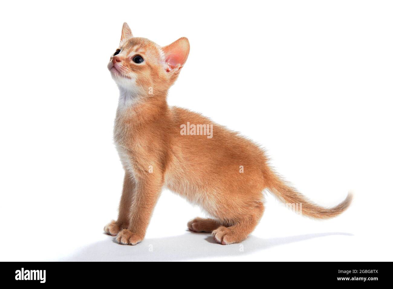 zenzero striato gatto purebred si leva su sfondo bianco isolato Foto Stock