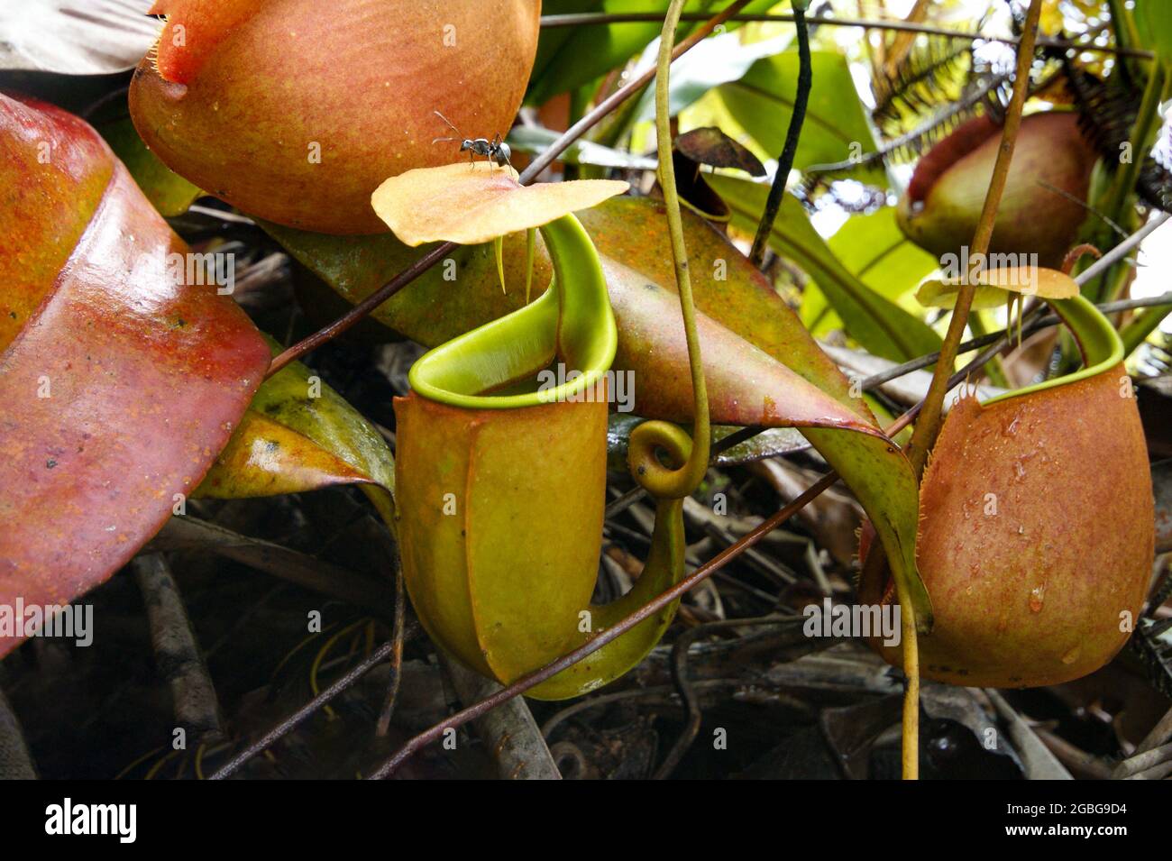 Carnivore carnitore pianta nepenthes bicalcarata con due denti, Borneo, Malesia Foto Stock