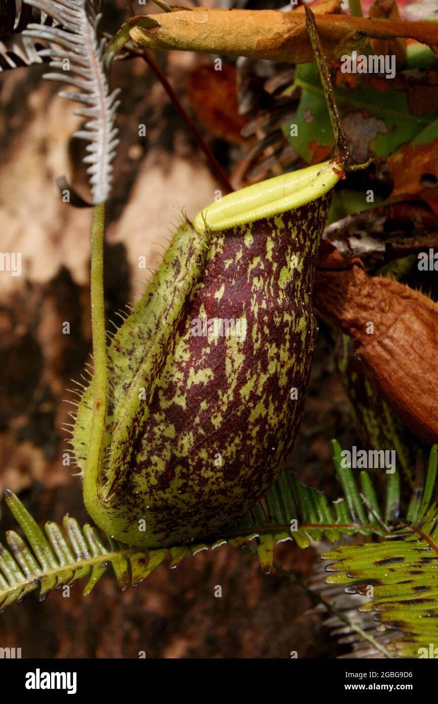 Monocolore della pianta carnivora nepenthes x hookeriana, ibrido naturale, Borneo, Malesia, vista laterale Foto Stock