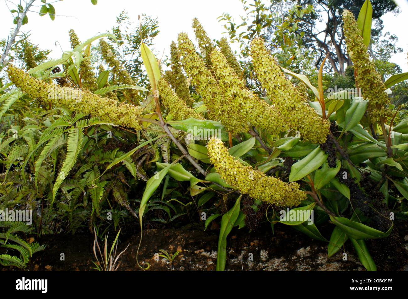 Più grandi gambi di fiori maschili di ampullaria di Nepenthes, pianta carnivora di caraffa, Borneo, Malesia Foto Stock