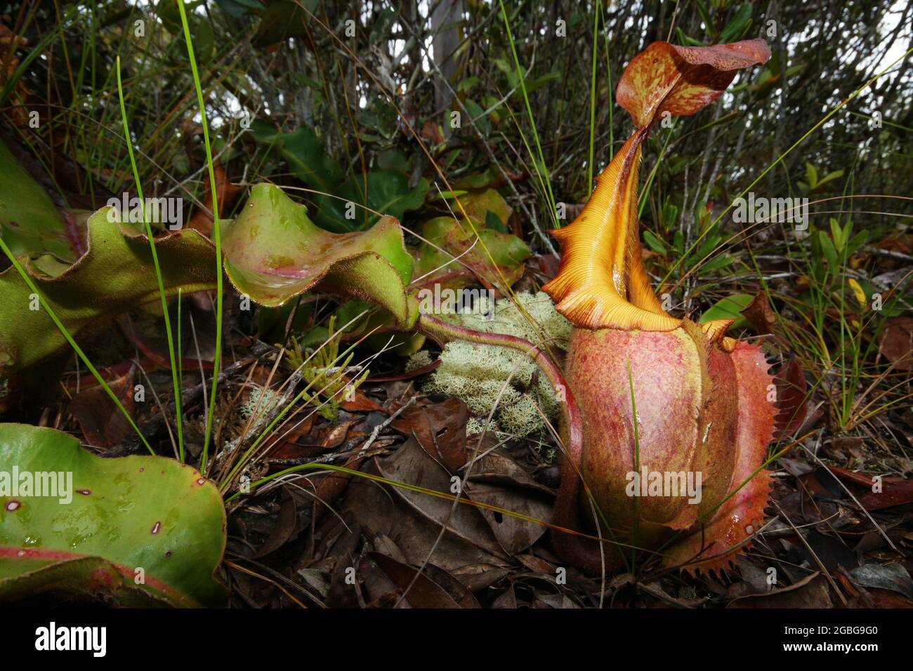 Pianta carnivora di caraffa Nepenthes veitchii, Borneo, Malesia, vista laterale Foto Stock