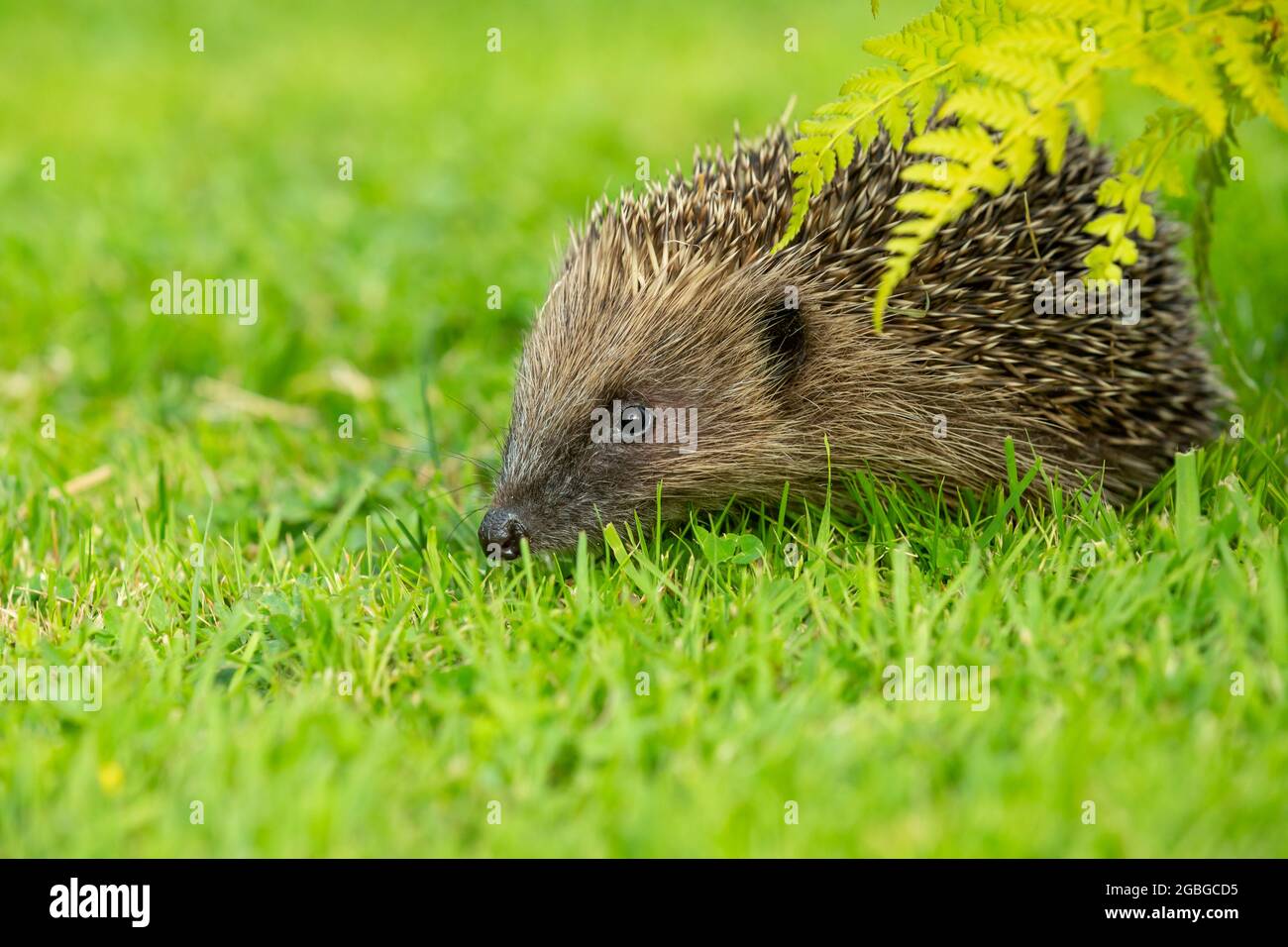 Hedgehog, nome scientifico: Erinaceus Europaeus. Riccio selvatico, nativo, europeo in habitat naturale con prato verde e felci. Verso le Foto Stock