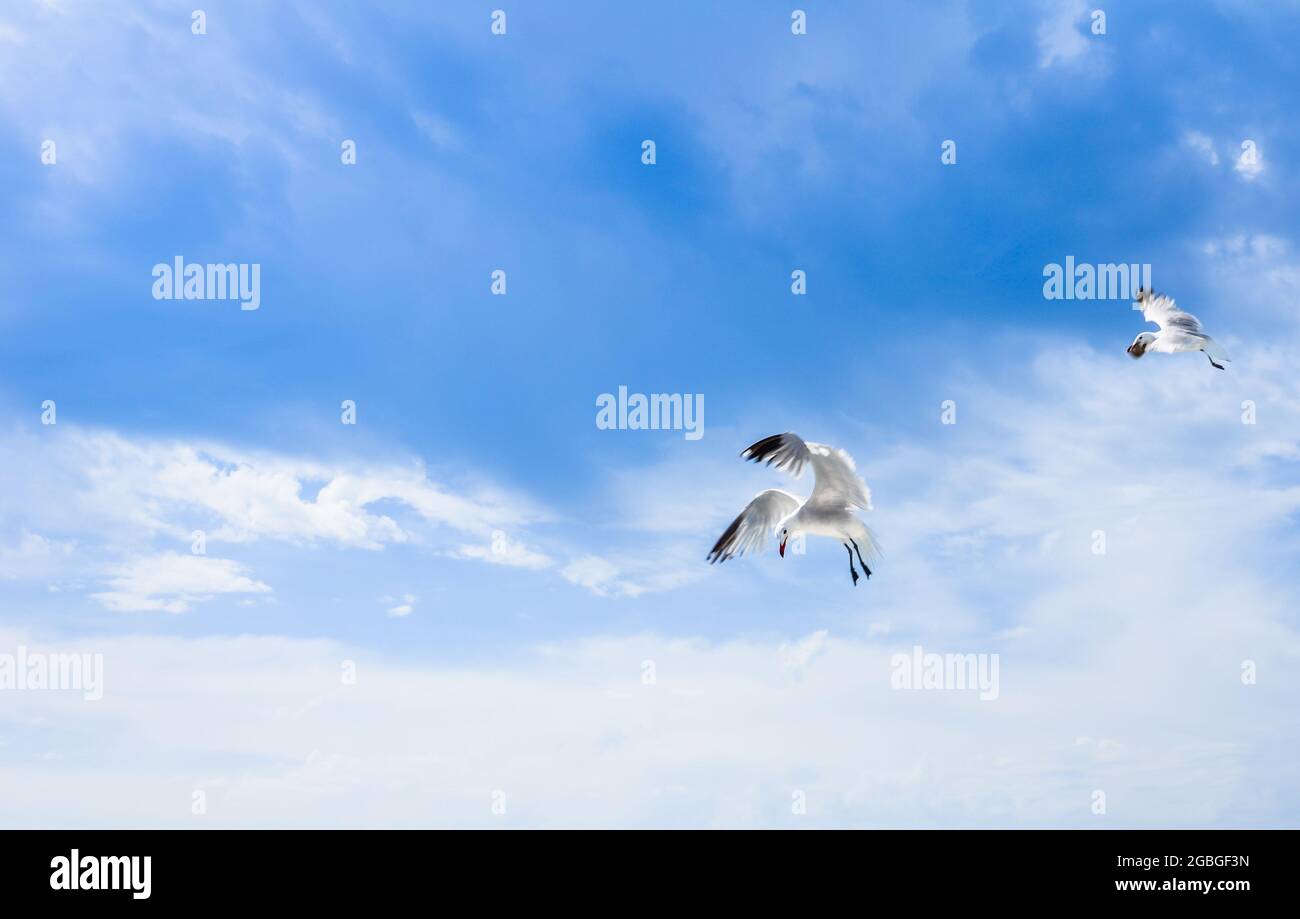 Gabbiano bianco che vola in un cielo blu luminoso alla ricerca di cibo, sopra la persona con braccio allungato. Spazio di copia Foto Stock