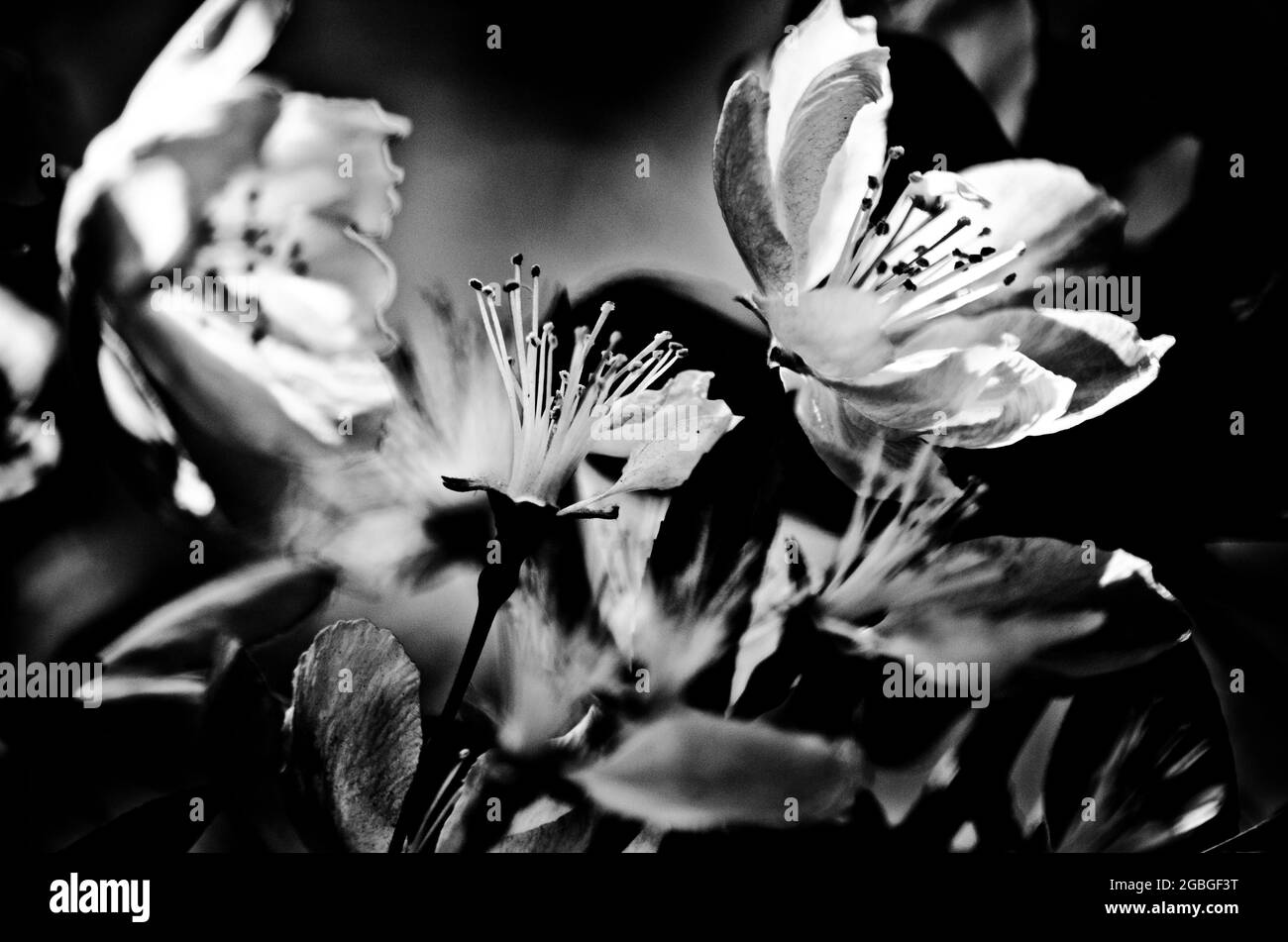 Primo piano di fiori di ciliegio bianco e nero Foto Stock