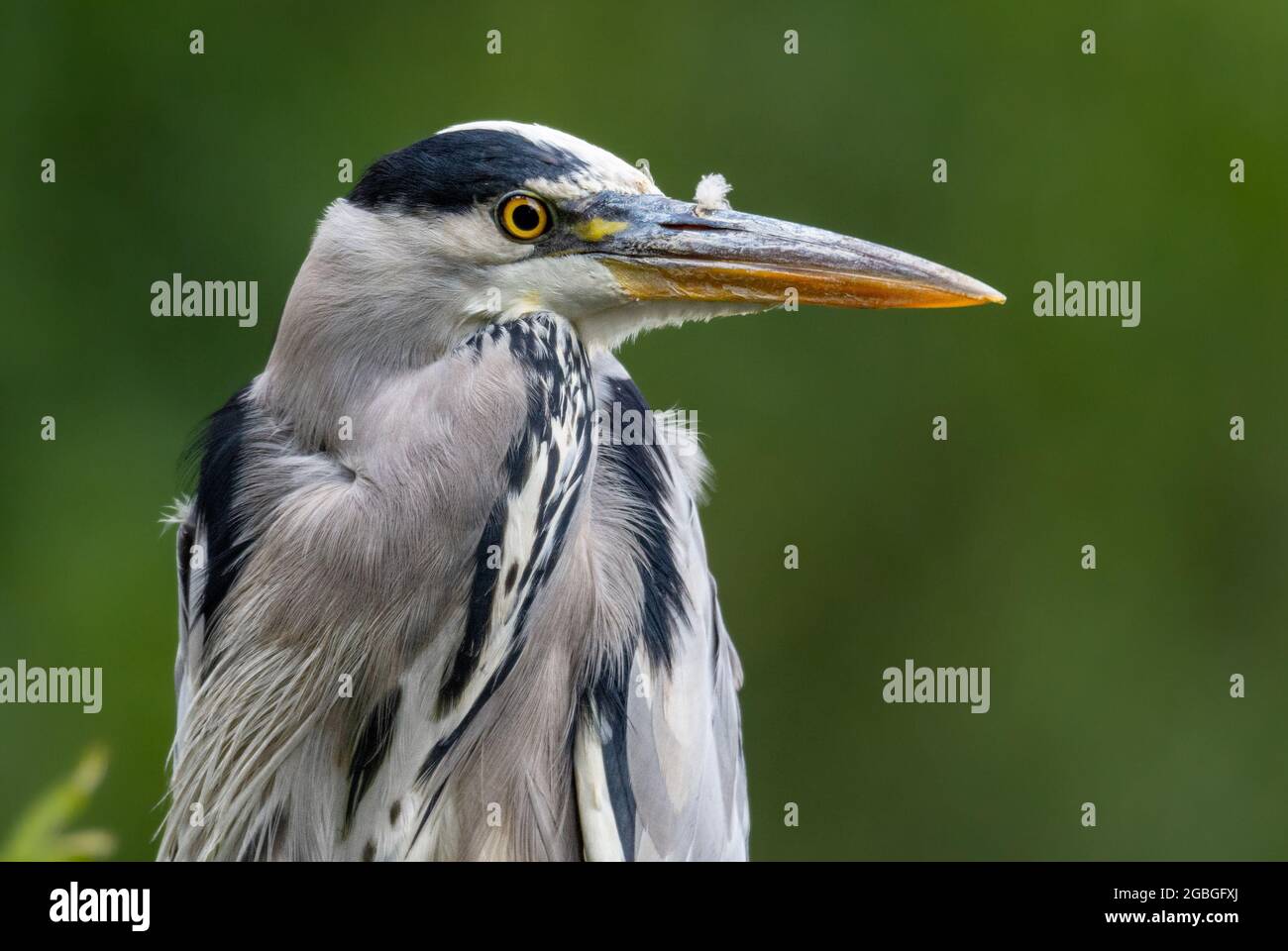 Airone cenerino Foto Stock