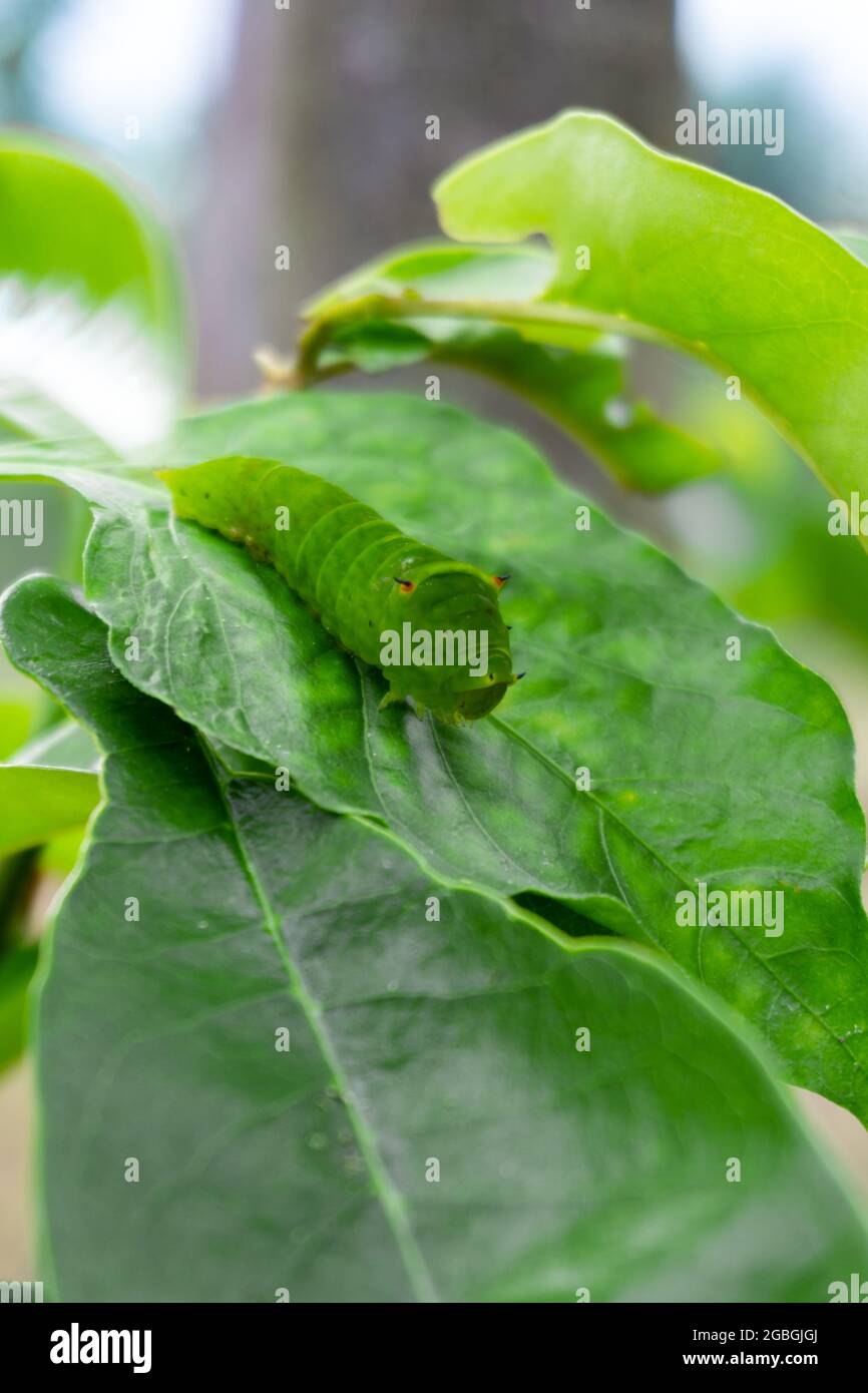 Foto in primo piano di un verde caterpillar sul ramo e giornata di sole Foto Stock