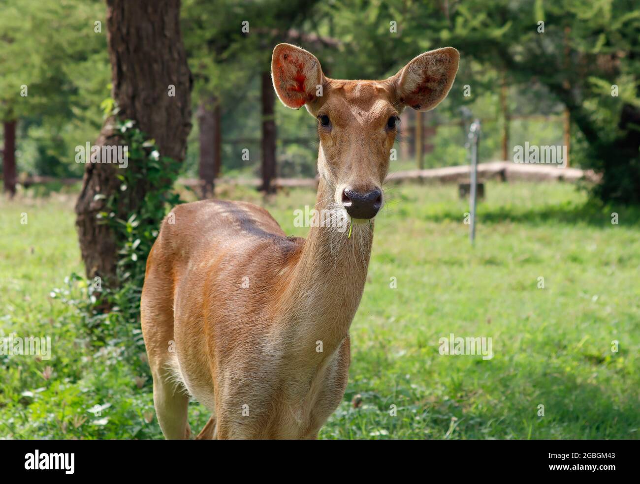 Primo piano di una giovane femmina di Cheetal (conosciuta anche come spotted o Axis) cervo. Foto Stock