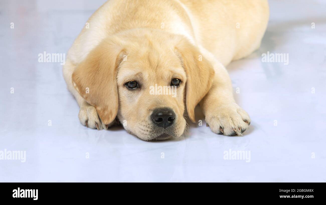 ritratto del simpatico cane cucciolo labrador che si posa sul pavimento a casa. Foto Stock