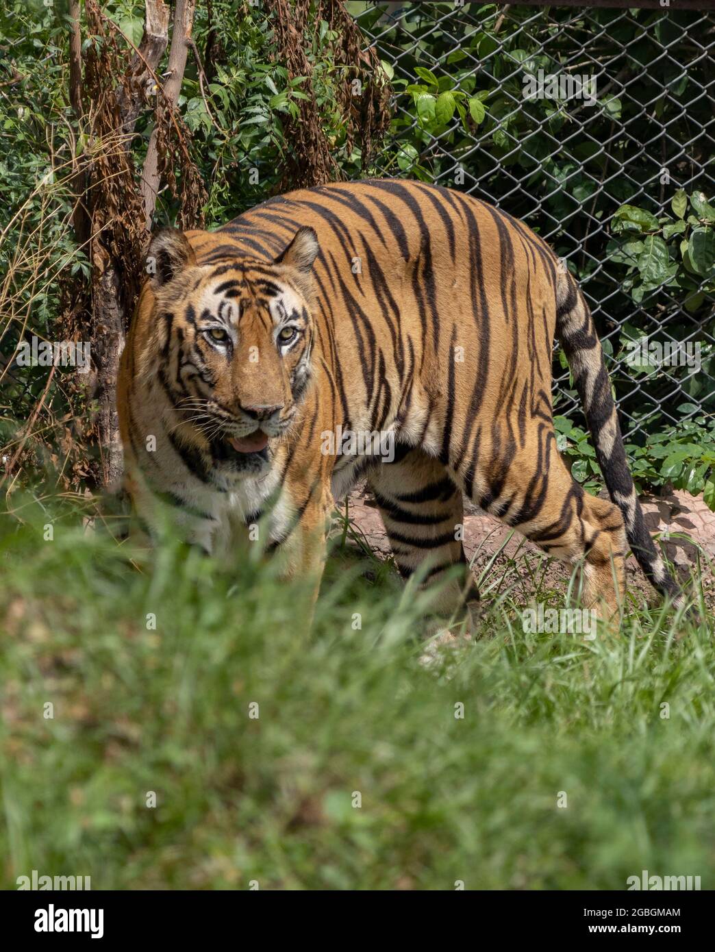 Grande tigre maschio nell'habitat naturale. Scena faunistica con animali pericolosi. Estate calda in India. Zona asciutta con bella tigre indiana, Panthera tigris Foto Stock