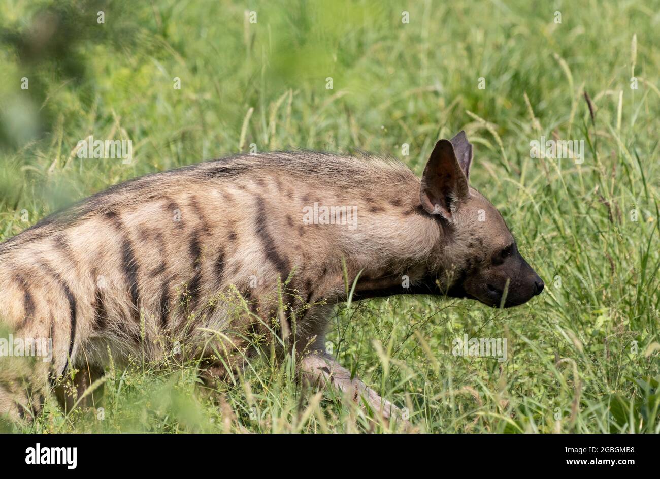 Indiano a strisce Hyena in piedi in erba verde. Foto Stock