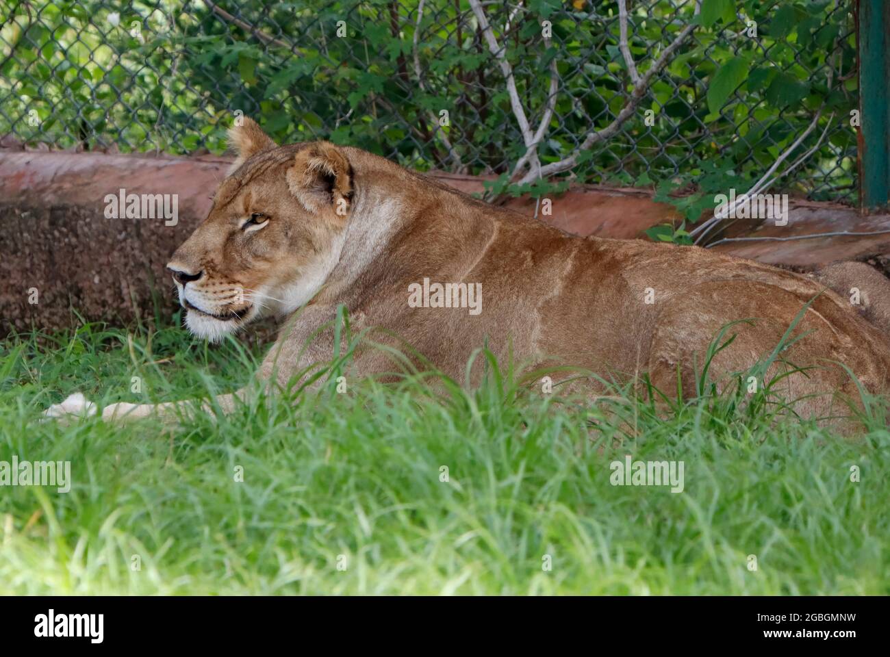 leonessa seduta su erba verde. Foto Stock