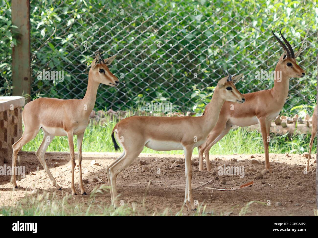 indiano gazzelle anche conosciuto come chinkara. Foto Stock
