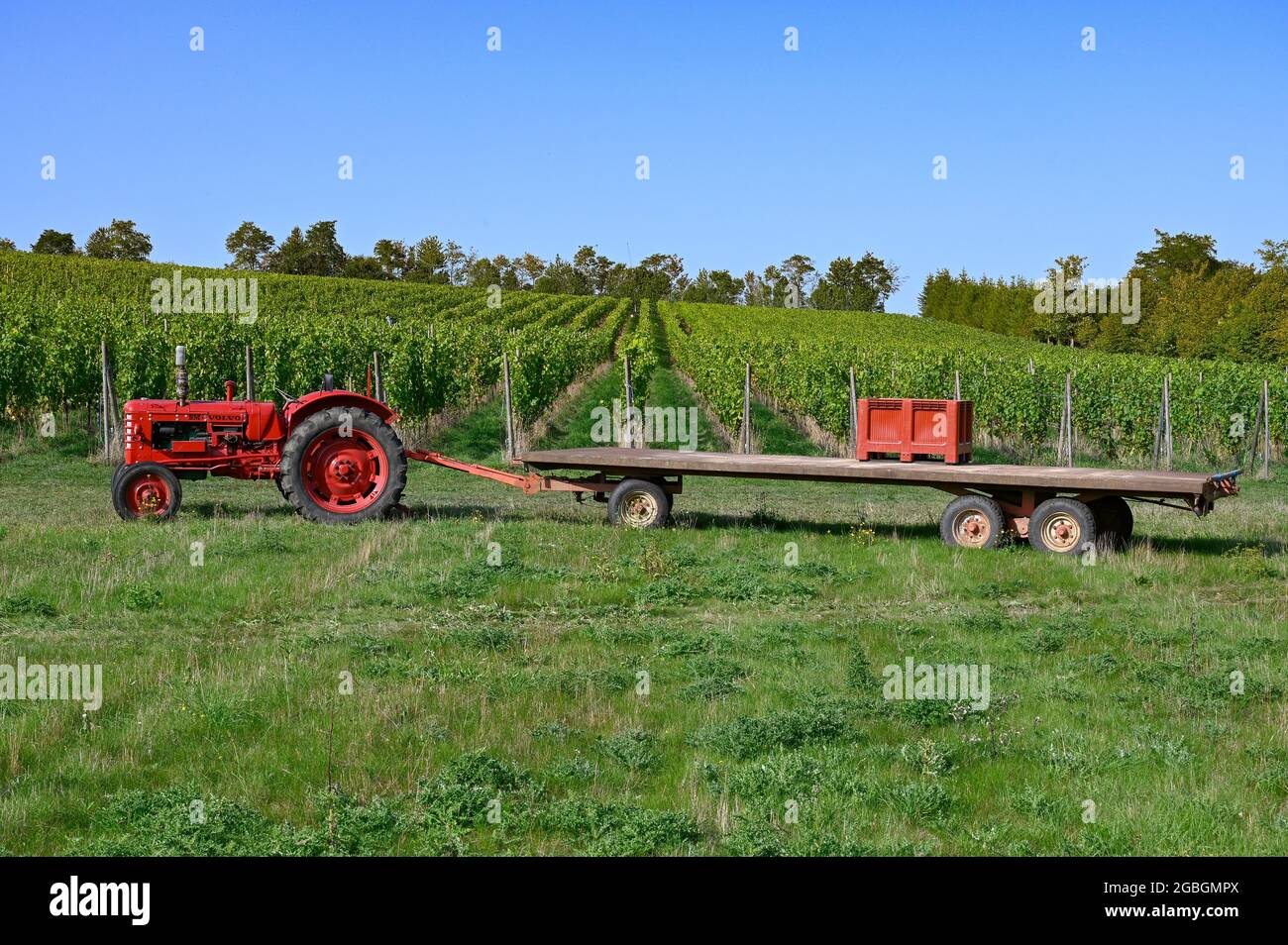 Arpents du Soleil - l'unico vigneto in Normandia, Francia Foto Stock