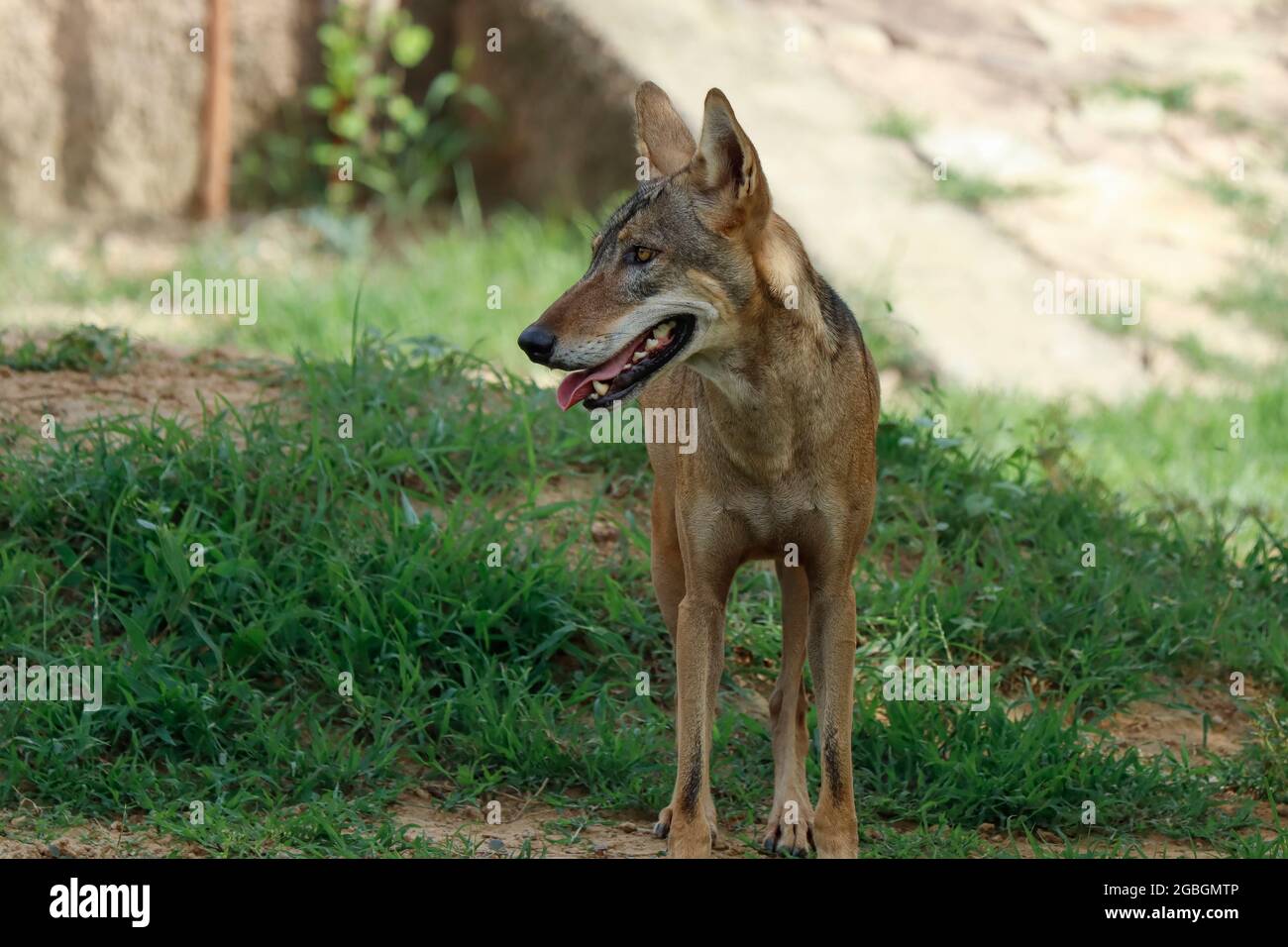 Un lupo indiano (Canis lupus pallipes) si trova sulla roccia, che è una sottospecie di lupo grigio che spazia dal sud-ovest asiatico al subcontin indiano Foto Stock